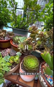 BAGELAOTOU Plant Succulents Summer Protection Formula 300ml