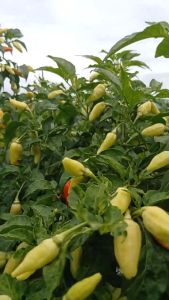 Benih Cabe Rawit Setan PRENTUL SUPER 10g  setara 2250 butir Youseed Benih Sayuran Premium 10G Benih Cabe Untuk Kebun - Lazada