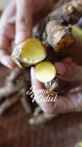 TEMU MANGGA Segar 500gr (CURCUMA MANGGA) - Harga Grosir