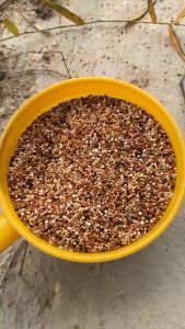 Thức ăn cho chim cu gáy - Ngũ cốc hơn 20 loại hạt -bổ sung dinh dưỡng kịp thời