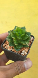 ต้นไม้อวบน้ำ กุหลาบหิน ลูกชุบกุหลาบดำ Anacampseros Retusa #succulent #ลูกชุบ