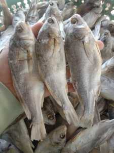 ikan asin sileman gerabah (ikan kering)