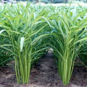 BIJI BENIH TANAMAN KANGKUNG SUPER DAUN LEBAR