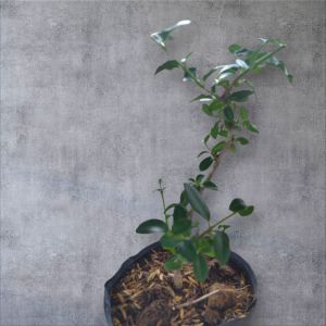 Cây giống Sam Hương Đài Loan thích hợp làm bonsai mini decor tiểu cảnh