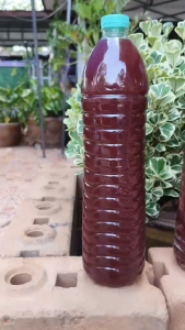 จุลินทรีย์สังเคราะห์แสง (หัวเชื้อ) 2 ขวด ขนาด 1.5 ลิตรสูตรเข้มข้น