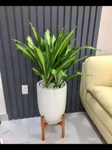 Cây phát tài sọc vàng lá to thu hút tài lộc thể hiện sự phú quý giàu sang và quyền lực  Minh Hân Garden