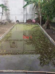 Azolla for livestock organic food (buy 5+free 1)