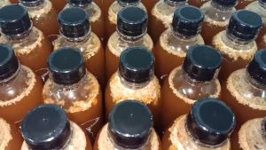 เชื้อเห็ดเผาะ (เห็ดถอบ) ขนาด 500 ml.