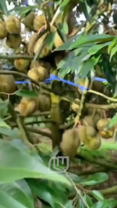 ZPT Patrol 250 SC 80 ml Pupuk Pelebat  Buah Original