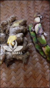 Dlingo Bengle 250gr atau Jeringau Bangle Segar - Obat Sawan Bayi