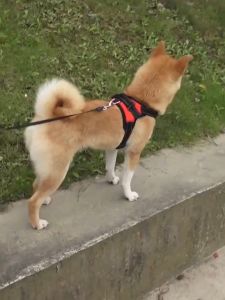 Adiustable Dog Harness Vest Reflective Leash Set For Big Dogs