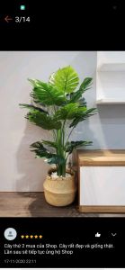 Cây Lá Rùa giả trang trí Decor cao 1m4 không kèm chậu