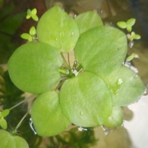 Combo 10 cây bèo nhật thủy sinh để trang trí bể cá cảnh