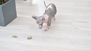 Mini Electric Bug Pet Dog Cat Toy Interactive Cute Ladybird Beetle Animal Shape Cat Toys Walking Insect Cat Playing Supplies