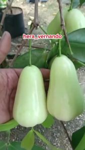Bibit Jambu Air Taiwan Super Green TSG Super Okulasi