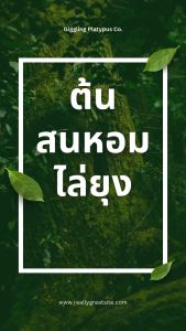 [ส่งฟรี+ลดราคา] สนหอมไล่ยุงในกระถาง 5-6 นิ้ว ต้นสนหอมไล่ยุง กลิ่นใบหอม ปลูกแดดจัดตลอดวัน