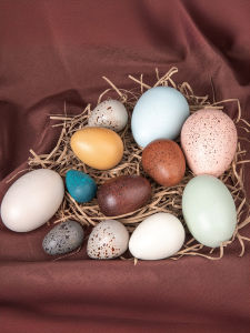 Solid Wood Simulated Bird Egg Toy for Children Educational Intelligence Enhancement Kindergarten Science Popular Toys