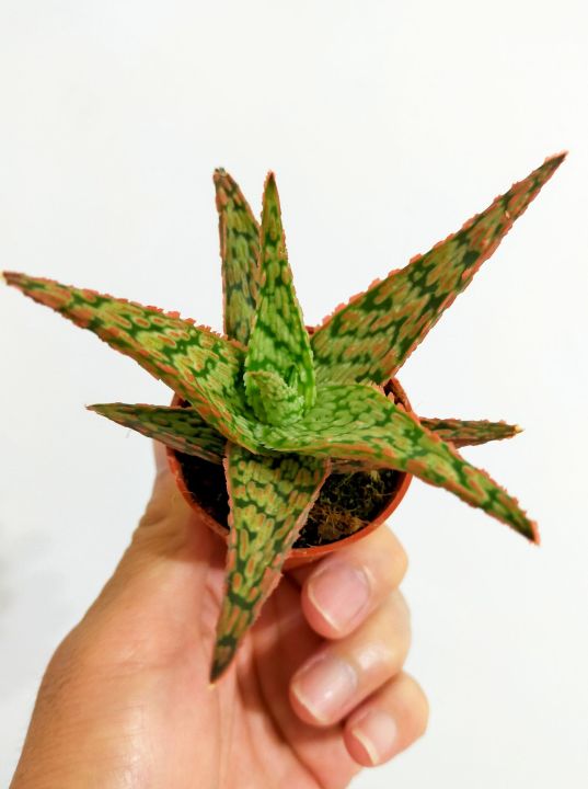 aloe vera a. barbadensis Buy Aloe Vera Yellow Phoenix, AZ | Aloe barbadensis main image 1