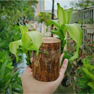 ท่อนไม้บราซิล ไม้มงคลเสริมโชคลาภ เสริมดวงเรียกทรัพย์ จำหน่ายแบบท่อนพันธุ์ขนาดความยาว 7-9ซ.ม