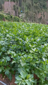Murah Daun Seledri Segar 1 kg / Daun Seledri Segar 500 gram