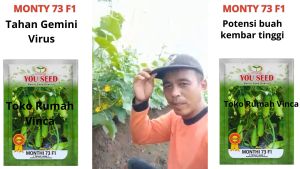 Benih Bibit Timun Lalap Baby MONTY 73 F1 200 Biji Cap You Seed