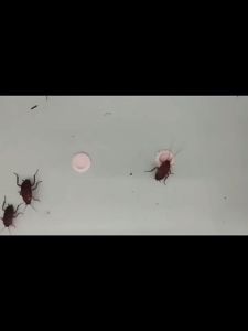 No cockroaches in 1000 square meters Cockroach bait trap Cockroach repellent Cockroach trap Cockroach bait The mortality rate is 99.99% Racun lipas Serial cockroach killing Can be used for indoor and outdoor use 蟑螂诱饵