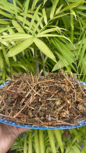 [Hàng mới về] Lạc tiên  khô 500g - Thảo Dược Tấn Phát - Chuyên dùng để pha trà cải thiện giấc ngủ