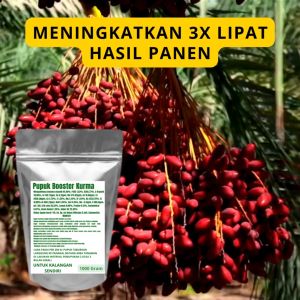 Pupuk Booster Kurma Pelebat Organik Cepat Berbuah Lebat Besar Anti Rontok Pembesar Kurma