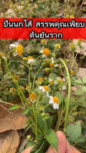 ต้นปืนนกไส้ กี่นกไส้ สมุนไพรสุขภาพ ชุด 5 ต้น