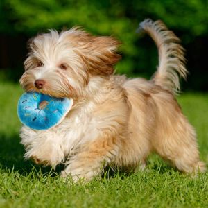 Pet Dog Toys Sounding Interactive Plush Chew Toy Dog Squeaky Toys Pet Supplies Accessories