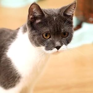 เครื่องให้อาหารแมวอัตโนมัติ 🐱ที่ให้อาหารอัตโนมัติ เครื่องให้น้ำให้อาหารสุนัขอัตโนมัติขนาดใหญ่ 3.8 ลิตร🐶 พร้อมส่ง