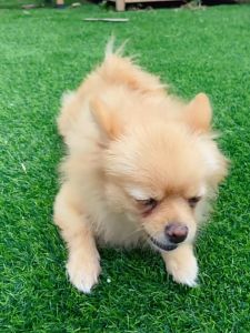 Goats Milk Chewable Tablets 100g Nutritionals Multivitamin  for Dogs - /Cat Probiotics Calcium