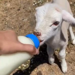KPSLAC-20 Susu Gantian Sesuai Untuk Arnab Kambing Lembu Hamster / Milk Replacer For Rabbit Goat Sheep Cow