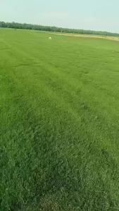 (爆款种子)剪股颖草籽免修剪矮生庭院高档草坪真草籽四季青耐寒耐旱草皮种子