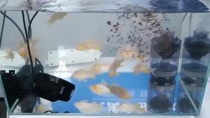 【DDC AQUA】Aquarium Filter For Fish Tank Fish Stool Suction Collector Fully Automatic Waste Remover