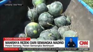 Madrid F1 20gr - Bnih biji buah Semangka Hibrida non biji Super manis