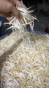 enova02 ฮอร์โมนโครตแข็งถั่วงอก ต้นตรง ลดต้นยุบ ใช้ง่ายรดทุกวันหรือก่อนเก็บ 48 ชั่วโมง สำหรับถั่วงอก