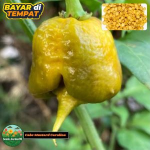 8 BUTIR BIJI/BENIH CABE MUSTARD YELLOW CAROLINA REAPER