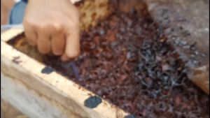 MADU KLANCENG MURNI ASLI/MADU BAMBU