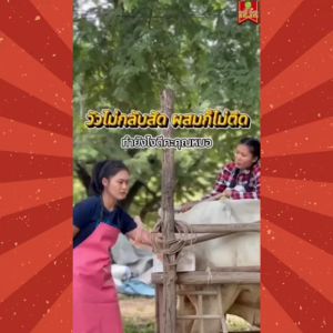 บำรุงน้ำเชื้อทำให้วัวแข็งแรง ไคโตซานสัตว์ วัวท้อง วัวเล็ก วัวเด็ก วัวป่วย และวัวแม่ลูกอ่อนใช้ได้ ไคโตซานฟาสท์พลัส ฝาสีทอง4ขวด สินค้าพร้อมจัดส่ง