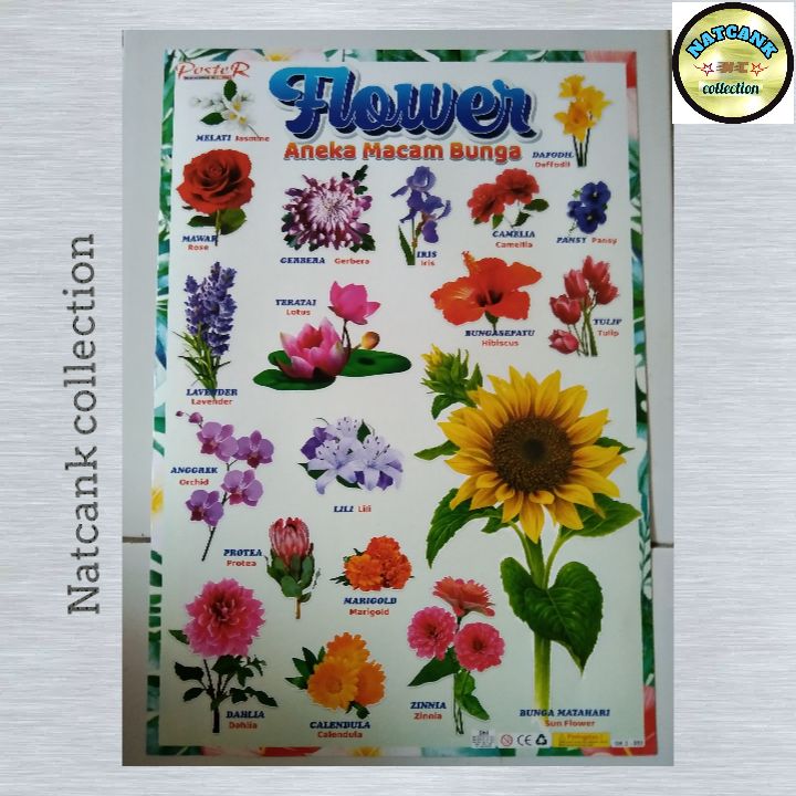 poster pengenalan aneka jenis bunga | Lazada Indonesia