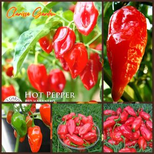 5 BUTIR BIJI/BENIH CABE SUPER PEDAS DORSET NAGA PEPPER