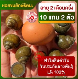 ต้นตำรับ หอยขมยักษ์รัตนะ ไซส์ 2 เดือนครึ่ง (10 แถม 2 ตัว) สายพันธุ์แท้ 100% จากฟาร์มสวนเกษตรนานาพันธุ์