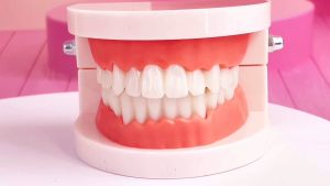 Medicine Dental Tooth Model: Early Childhood Teaching Teeth Model for Kids