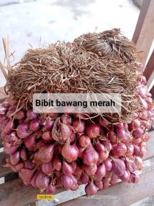 Bibit bawang merah 1 kg UMKM lokal siap tanam>Benih bawang merah garut