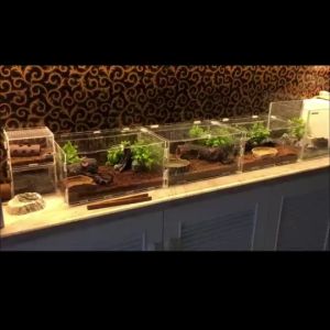 Transparent Acrylic Insect Feeding Box Container Reptile Incubator Hatching Terrariums Insect Supplies Breeding Box