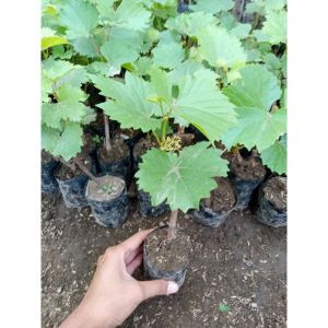 (BELI 3 GRATIS 2) BIBIT BUAH ANGGUR SUPER SIAP BERBUAH