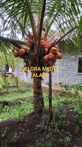 Bibit kelapa genjah orene 3 THN berbuah