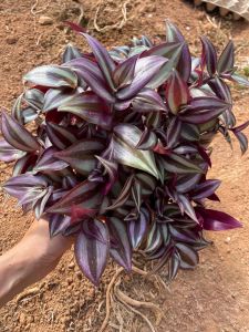 Ready stock 🇲🇾 Succulents 🌿 Tradescantia zebrina Bosse(15cm pot) 吊竹梅