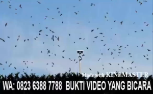 RAJA SEDOT PRODUKSI AWI CLUB INDONESIA ASLI 100% ORIGINAL GARANSI RESMI 1TAHUN 2FLASHDISK